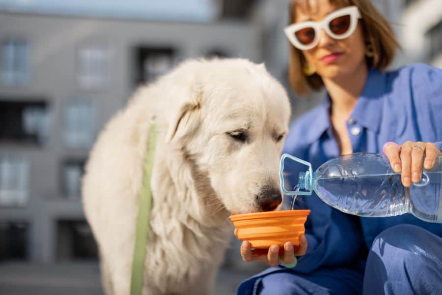 Prevent Heatstroke in Dogs in Las Vegas and Henderson