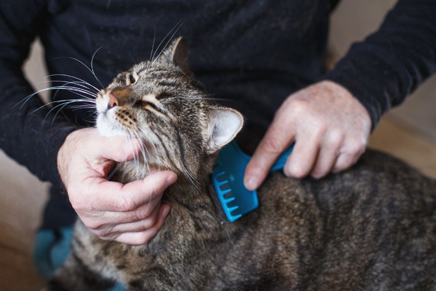 Benefits of Professional Pet Grooming