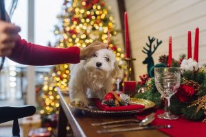 Holiday Pet-Safe Foods You Can Share With Your Pets