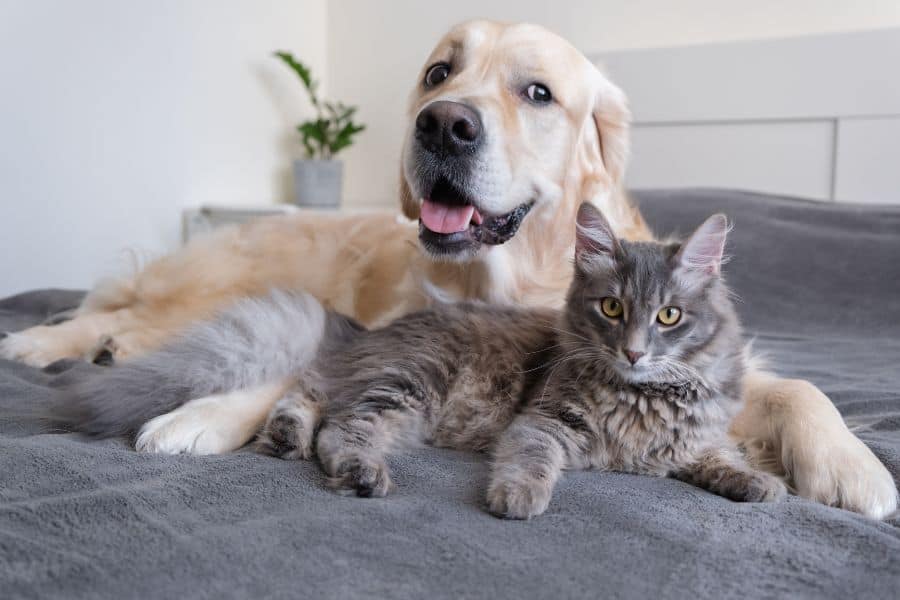 Pet Health Issues and How to Prevent Them