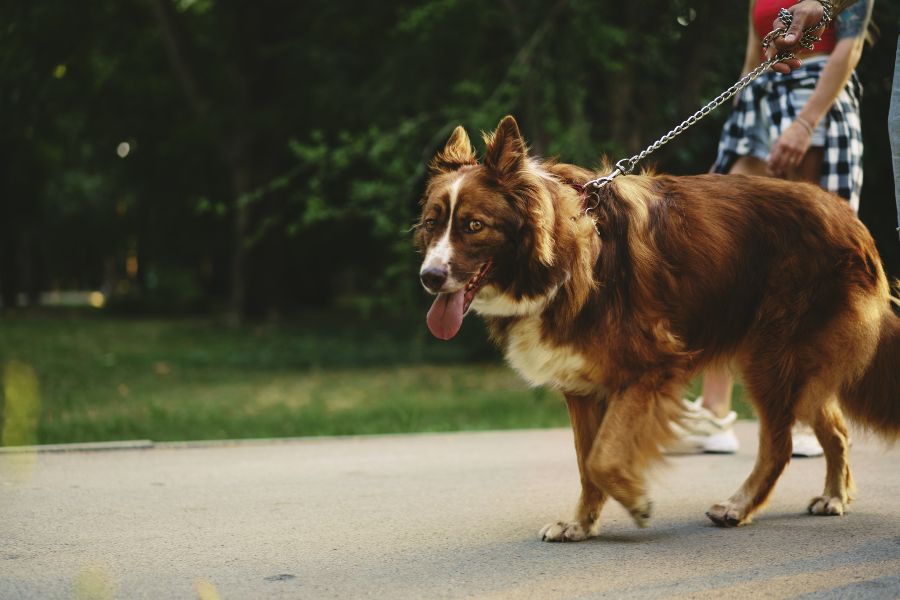 Senior Dog Walking Tailoring Walks to Suit Aging Canine