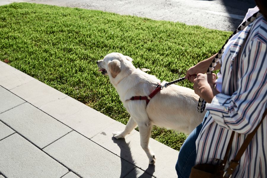 Recognize the Signs of Stress in Your Pet