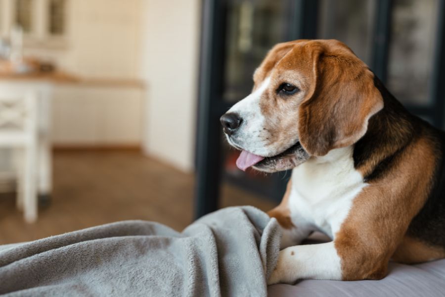 Arthritis in Pets Care Tips for Las Vegas & Henderson Dog Owners