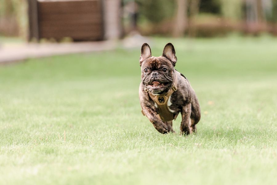 Signs Your Dog Needs More Exercise