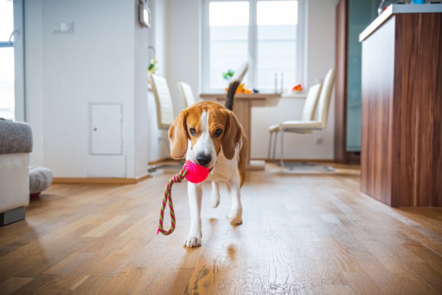 Signs Your Dog Needs More Exercise in Las Vegas