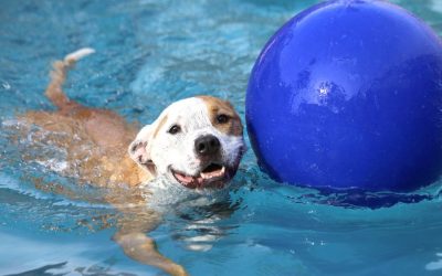 Summer Safety Tips Keeping Your Pets Cool and Hydrated in the Las Vegas Heat