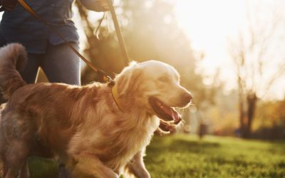 How to Prevent Heatstroke in Dogs in Las Vegas and Henderson