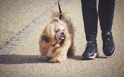 Dog Walking vs Dog Daycare in Las Vegas and Henderson Which Is Best for Your Pup