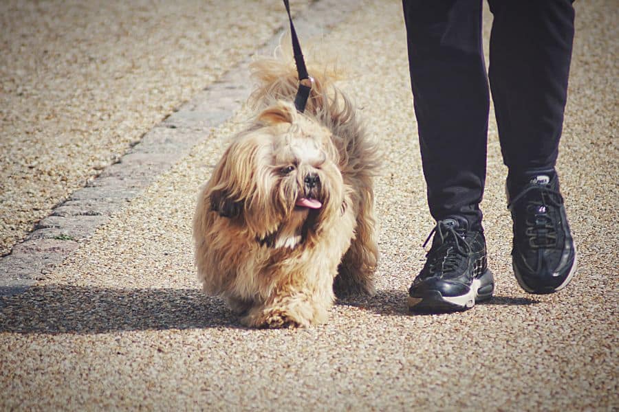 Dog Walking vs Dog Daycare in Las Vegas and Henderson: Which Is Best for Your Pup?