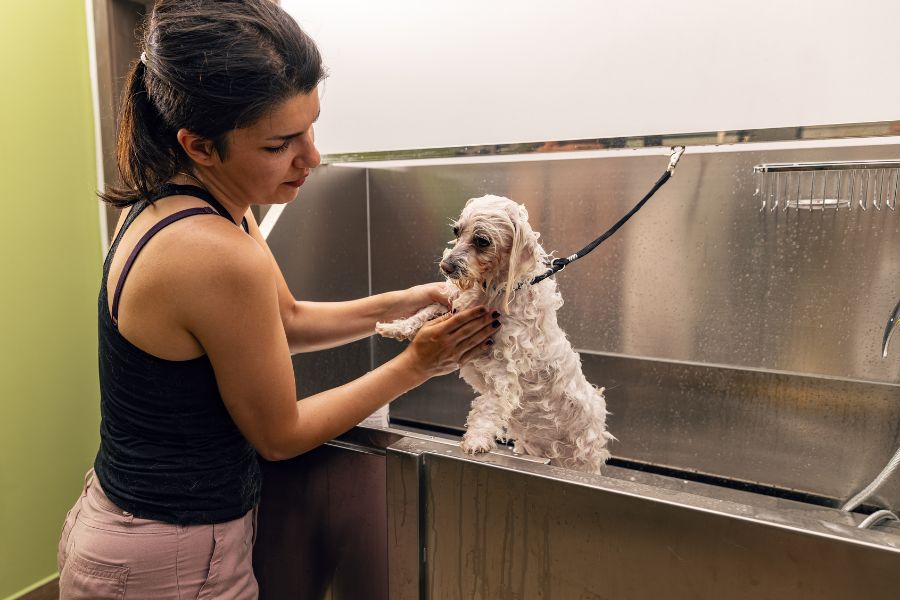 The Benefits of Professional Pet Grooming