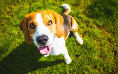 Common Pet Health Issues and How to Prevent Them