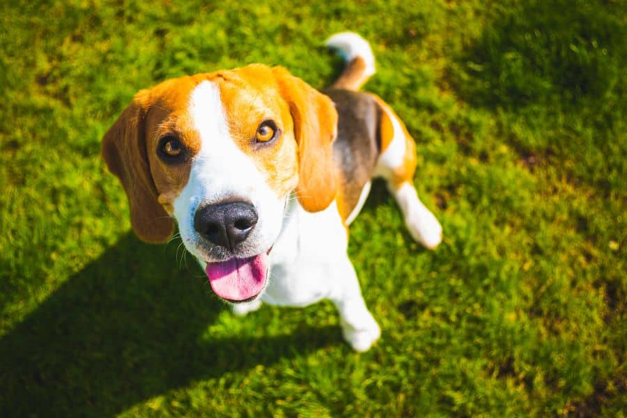 Common Pet Health Issues and How to Prevent Them