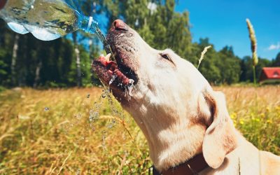 Creating a Pet-Friendly Home Tips for a Safe and Happy Environment