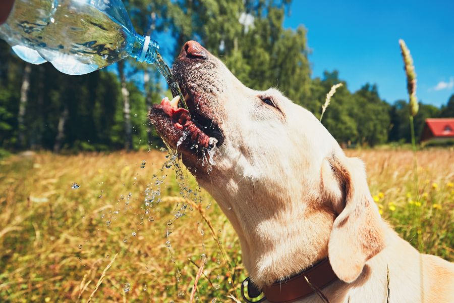 Creating a Pet-Friendly Home Tips for a Safe and Happy Environment