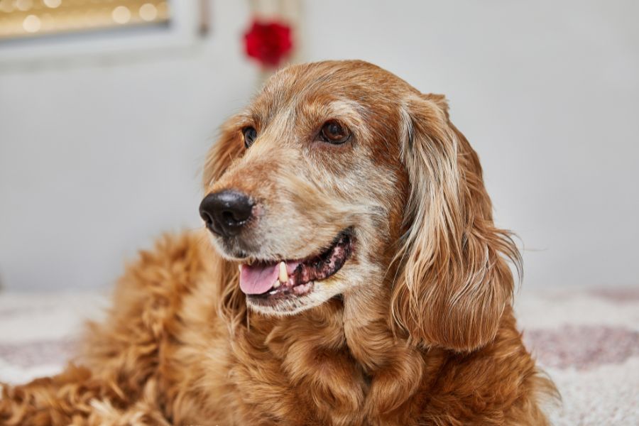 Senior Dog Walking Tailoring Walks to Suit Aging Canine Companions