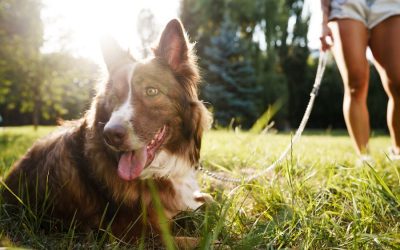 How to Recognize the Signs of Stress in Your Pet