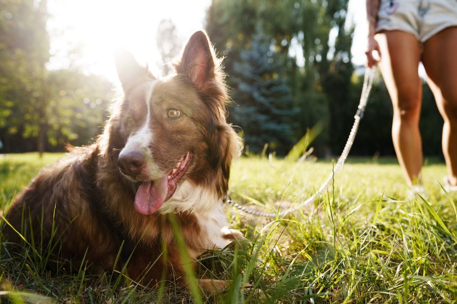 How to Recognize the Signs of Stress in Your Pet