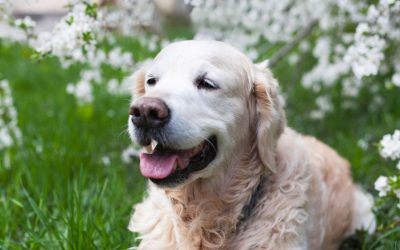 Arthritis in Pets Signs, Causes, and Care Tips for Las Vegas & Henderson Dog Owners