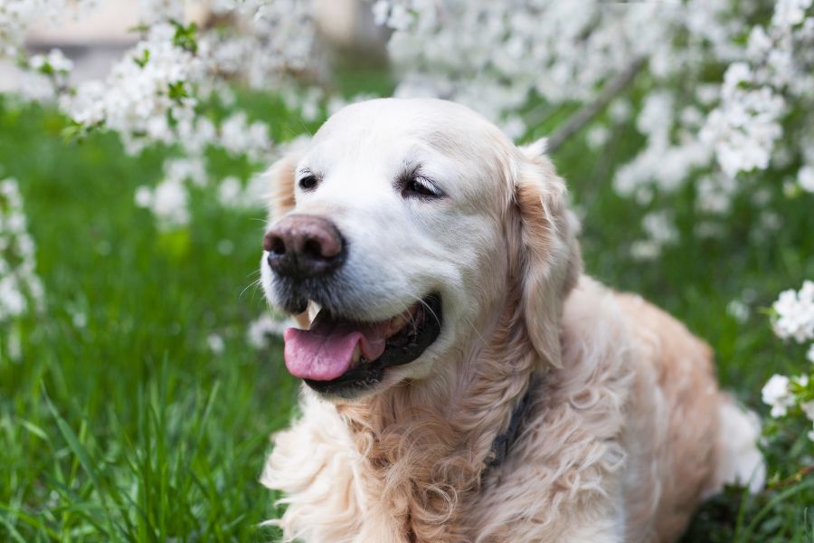 Arthritis in Pets: Signs, Causes, and Care Tips for Las Vegas & Henderson Dog Owners