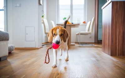 Signs Your Dog Needs More Exercise in Las Vegas